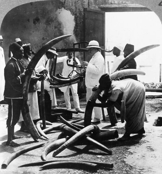 MOMBASA: IVORY TRADE. Buying ivory after its arrival from the interior at the coastal port of Mombasa, Kenya. Stereograph, c1900