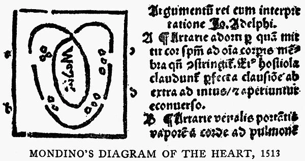 Mondino de Luzzis diagram of the human heart. Woodcut, 1513