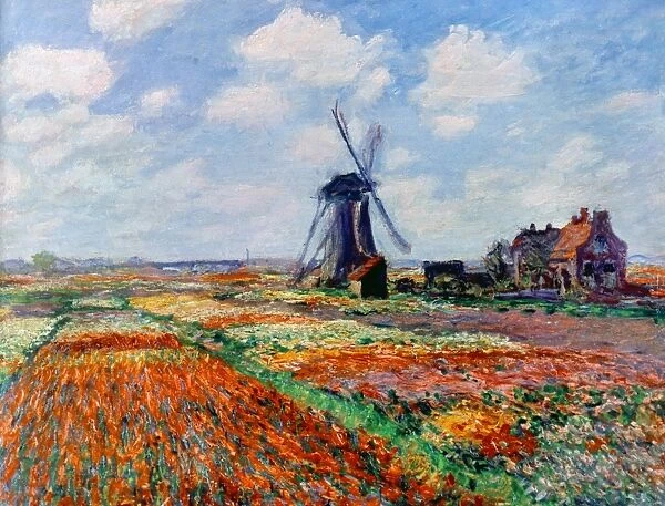 MONET: TULIP FIELDS, 1886. Claude Monet: Fields of Tulips in Holland. Oil on canvas, 1886