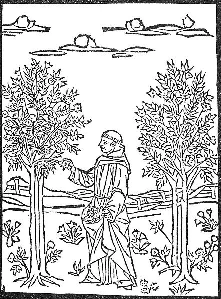 MONK PICKING BLOSSOMS. A monk picking blossoms from a tree. Woodcut from Fior de Virtu
