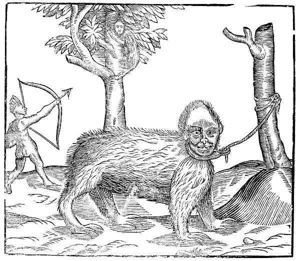 MONSTER, 16th CENTURY. Figure of an imaginary monster from Africa, 16th century woodcut