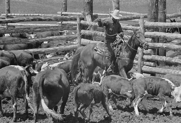 MONTANA: ROUNDUP, 1939. Cowboy roping a calf at a roundup at the Three Circle Ranch in Montana