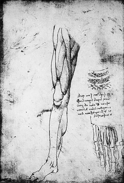 Musculature of the lower extremity. Drawing, c1510, by Leonardo da Vinci
