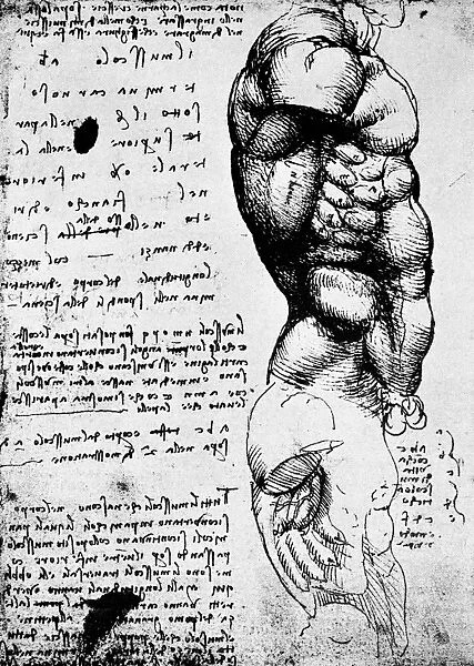 Musculature of the trunk. Drawing, c1506, by Leonardo da Vinci