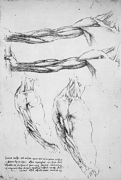 Musculature of the upper extremity. Drawing, c1510, by Leonardo da Vinci