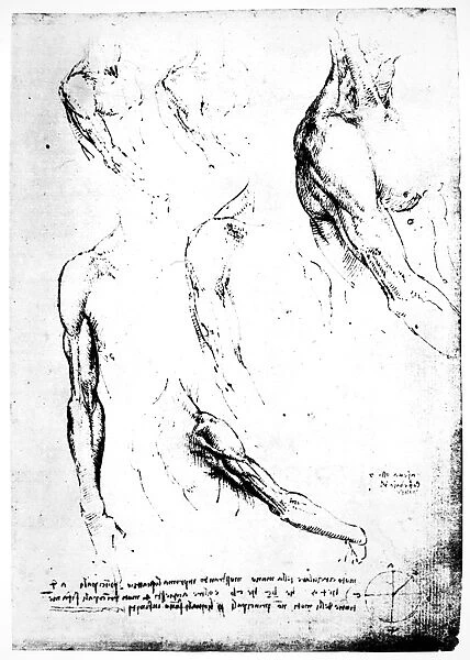 Myology of shoulder region. Drawing by Leonardo da Vinci, c1510
