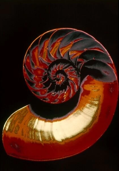 NAUTILUS. Cross-section of nautilus photographed by polarized light
