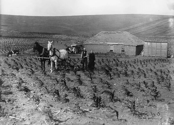 NEBRASKA: SETTLERS, 1888. A homesteader family plowing corn in front of their sod