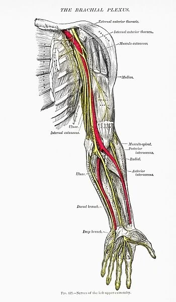 Nerves (yellow) of the upper left extremity: wood engraving, 19th century