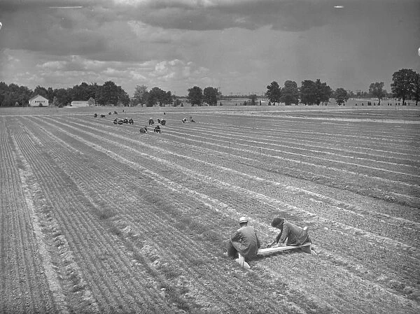 NEW DEAL: C. C. C. 1942. Civilian Conservation Corps workers weeding pine seedlings