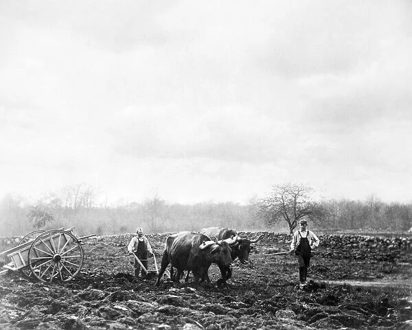 NEW ENGLAND: PLOWING, 1899. Spring plowing in New England. Photographed in 1899