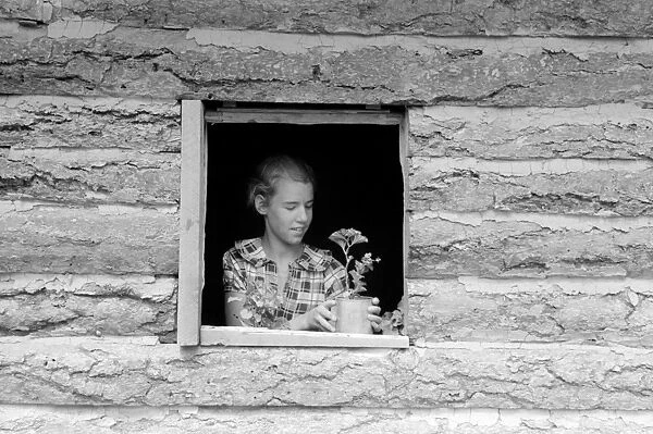 NEW MEXICO: HOME, 1940. Jack Whinerys daughter setting a potted plant in a window