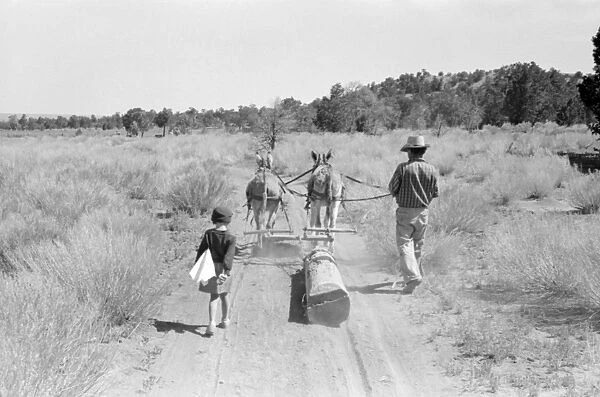 NEW MEXICO: HOMESTEADER. Dragging a log from an old dugout to be used in building