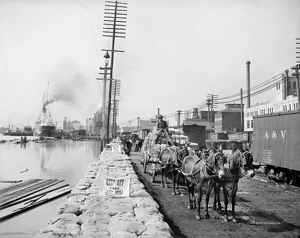 NEW ORLEANS: MULE TEAM. A mule team pulling a cartload of baled cotton on the levee