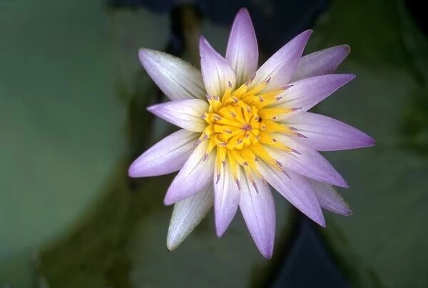 NILE: WATER LILY. Purple water lily along the Nile River in Egypt. Photographed c1970