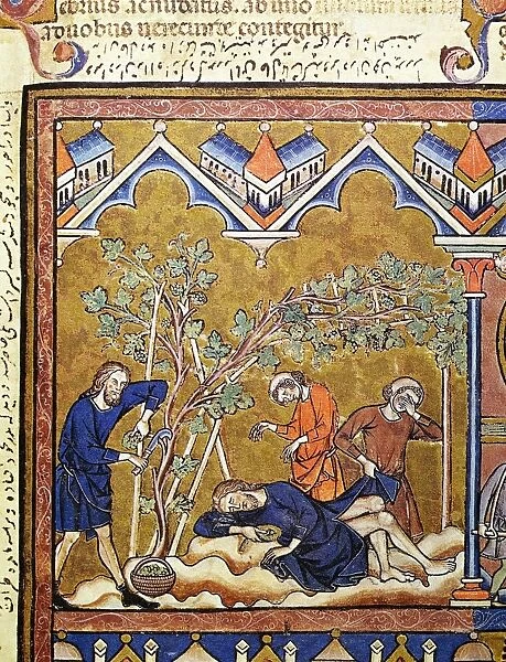 NOAHs DRUNKENESS (Genesis 9: 20-23). French manuscript illumination, c1250
