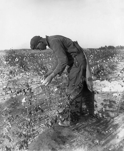NORTH CAROLINA: COTTON. A man picking cotton in North Carolina. Photograph, c1885