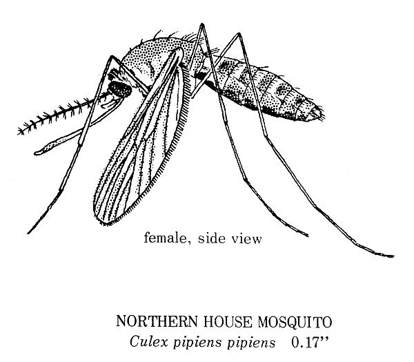 NORTHERN HOUSE MOSQUITO. Female northern house mosquito (Culex pipiens pipiens)