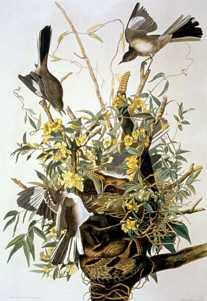 NORTHERN MOCKINGBIRD (Mimus polyglottos). Lithograph, 1858, after John James Audubon