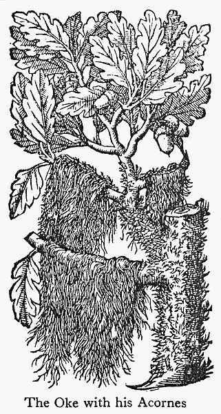 OAK TREE WITH ITS ACORNS. Woodcut from John Gerards Herball, 1597