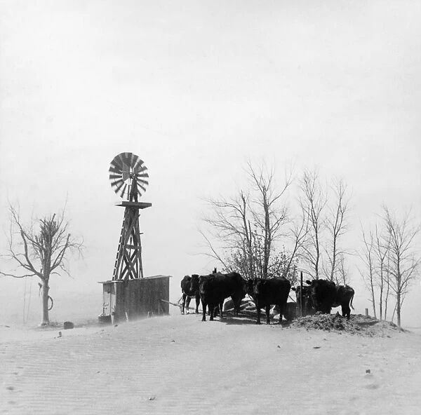 OKLAHOMA: DUST BOWL, 1936. Livestock at a watering hole next to a windmill that