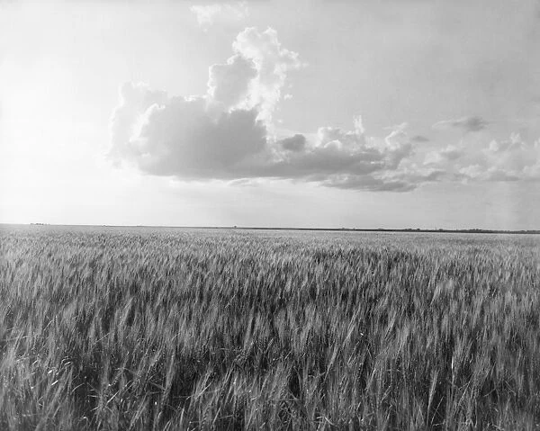 OKLAHOMA: WHEAT, 1937. A wheat field in Oklahoma. Photograph by Dorothea Lange, 1937