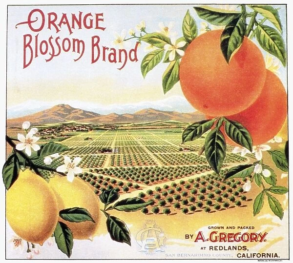 Orange Blossom brand oranges from California