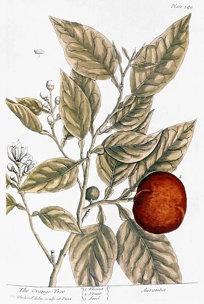 ORANGE TREE, 1735. Engraving by Elizabeth Blackwell from her A Curious Herbal published in London, 1735
