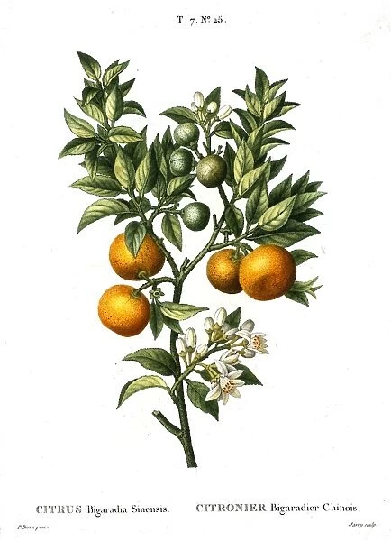 ORANGE TREE. Citrus Bigaradia Sinensis. Engraving after a painting by Pancrace Bessa