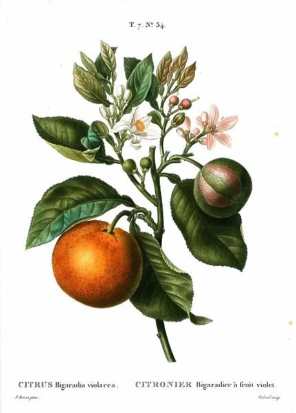 ORANGE TREE. Citrus Bigaradia violacea. Engraving after a painting by Pancrace Bessa