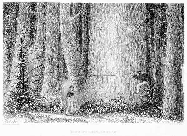 OREGON PINE FOREST, 1838. Wood engraving for Narrative of the United States Exploring Expedition, 1838-1842 by Charles Wilkes published, 1844, in Philadelphia