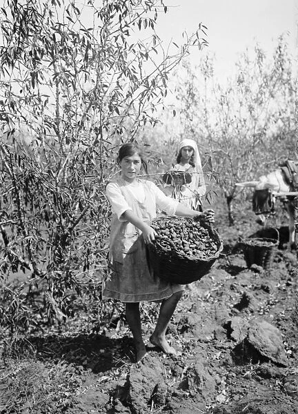 PALESTINE: ALMOND GATHERER. Girl with a basket of almonds at the Zionist settlement