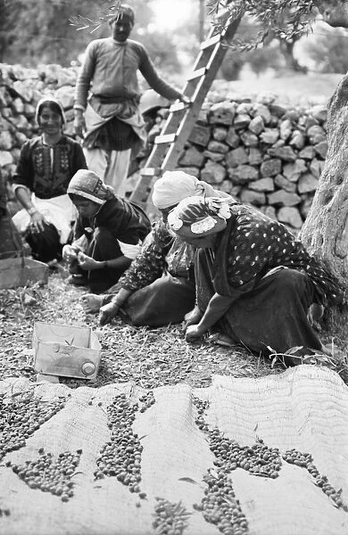 PALESTINE: GATHERING OLIVES. Women gathering olives from the ground in Palestine