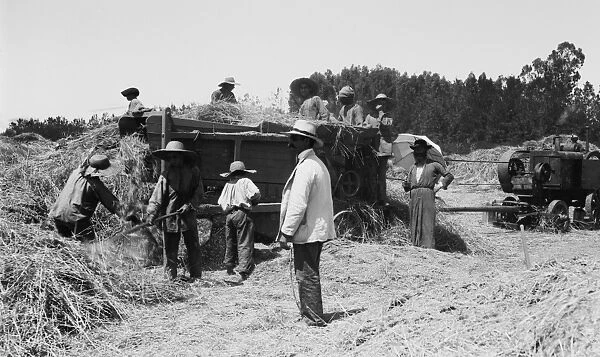 PALESTINE: HARVEST. Harvesting grain at a Zionist colony in Palestine. Photograph
