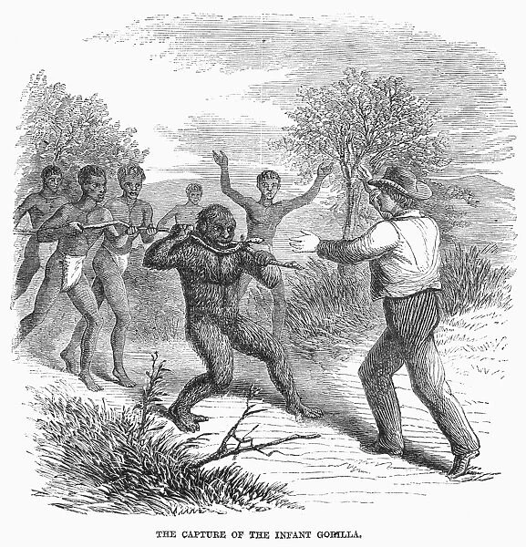PAUL DU CHAILLU (1831-1903). American (French-born) explorer. The capture of an infant gorilla by Du Chaillu and the African hunters who accompanied him. Wood engraving from a newspaper account of Du Chaillus travels, 1867