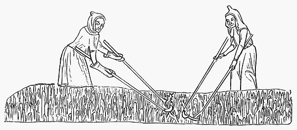 PEASANTS WEEDING, c1340. Line drawing after an illumination in the Loutrell Psalter