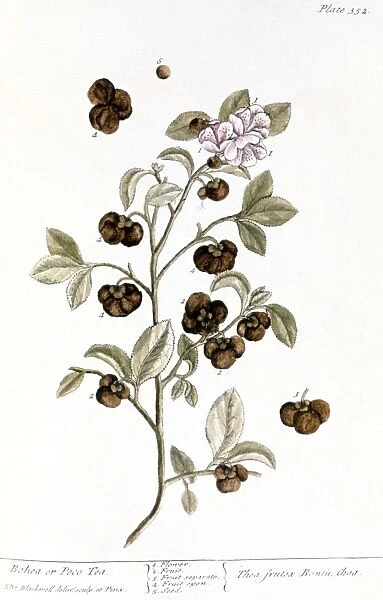 PECO TEA, 1735. Branch of the peco or bohea tea plant. Engraving by Elizabeth Blackwell from her book A Curious Herbal published in London, 1735