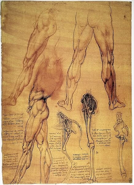 Pen and ink studies, c1508, by Leonardo da Vinci of a mans lower torso and legs, with a comparison to the legs of a horse
