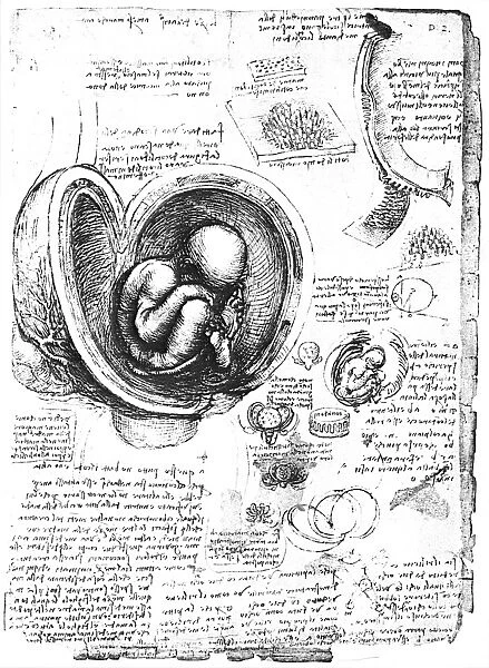 Pen and ink studies, c1510, by Leonardo da Vinci of a human fetus
