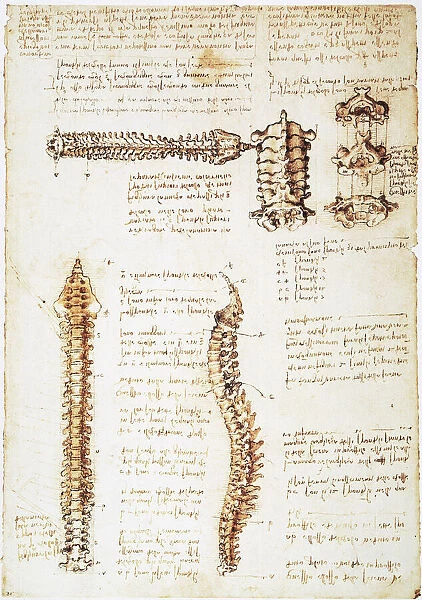 Pen and ink studies of the human spinal column by Leonardo da Vinci, c1510-11