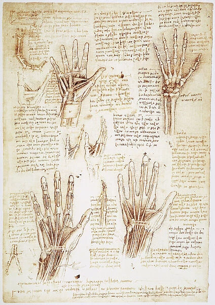 Pen and ink studies by Leonardo da Vinci, c1510-11, of the human hand