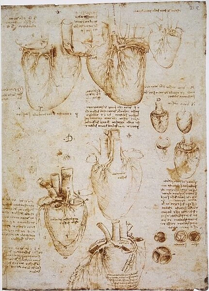 Pen and ink studies by Leonardo da Vinci, c1512, of an ox heart