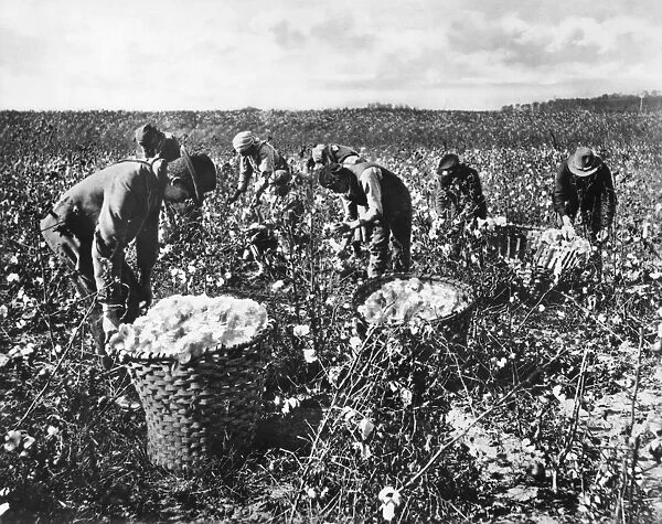 PICKING COTTON. Workers picking cotton in the southern United States. Photograph