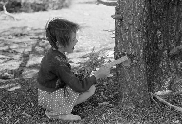 PICKING FLOWERS, 1940. Josie Caudill getting resin from a pinon tree for chewing gum in Pie Town