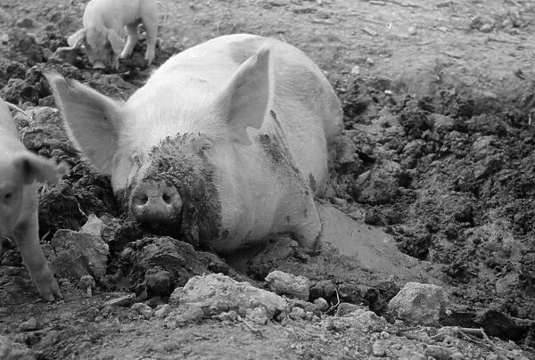 PIG, 1935. A pig on a farm in Prince Georges County, Maryland. Photograph by Carl Mydans