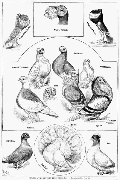 PIGEONS, 1879. Sketches at the New York Pigeon Show
