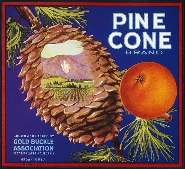 For Pine Cone brand oranges from California