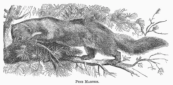 PINE MARTEN, 1873. Wood engraving, American, 1873