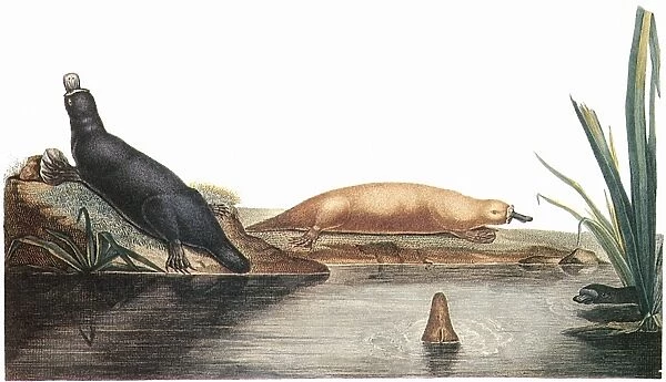 PLATYPUS, 1804. Platypus at play. Line engraving, French, 1804, after Charles Lesueur