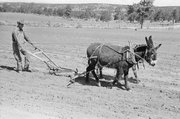 PLOWING, 1940. Jack Whinery hitching his burros up to a homemade plow in Pie Town, New Mexico